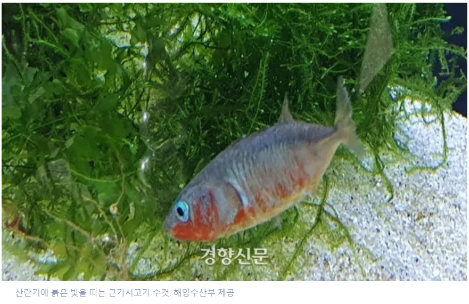 가시고기.png