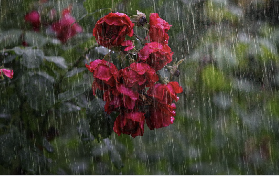 비에 젖은 장미.png