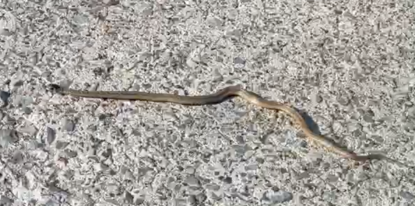 Screenshot 2024-03-30 at 1.22.12 PM.png