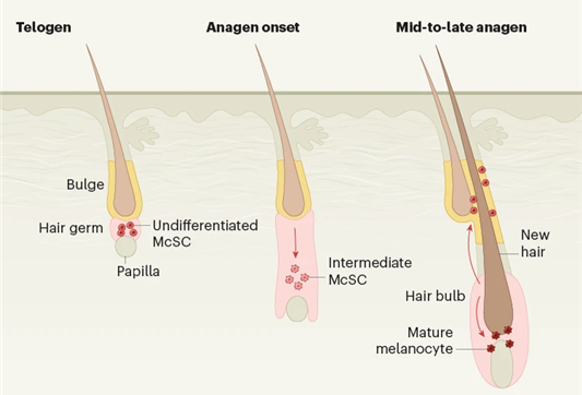 멜라닌 성체줄기세포.png