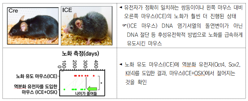 마우스 노화 연구.png