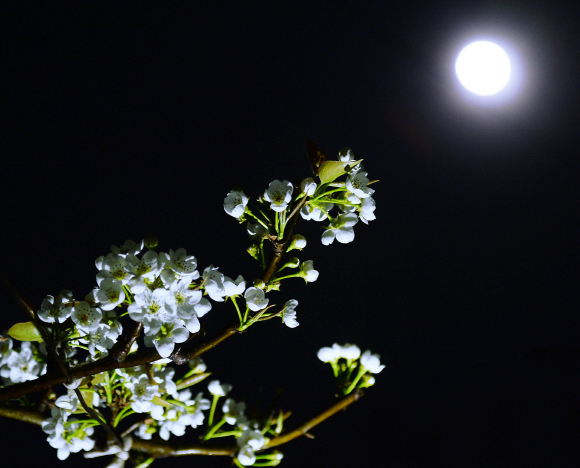 이화에 월백.png