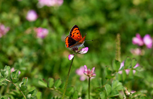 자운영과 나비.png