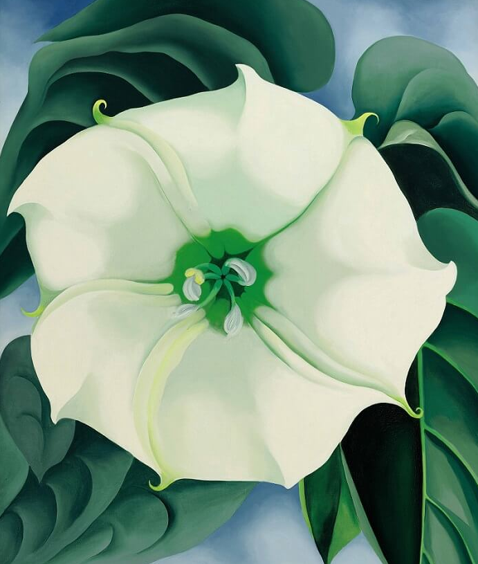 조지아 오키프 흰독말풀.png