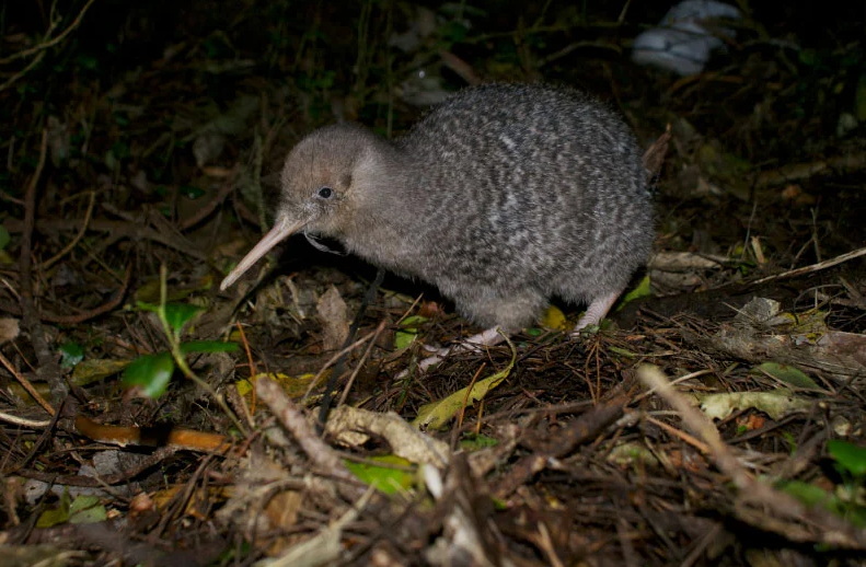 키위새 사진 출처 new zealand trails에서.png