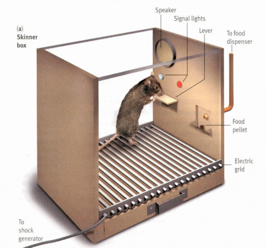 Schematic-representation-of-the-Skinner-box-The-animal-is-trapped-in-a-box-equipped-with.png