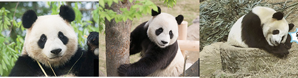 판다2.png