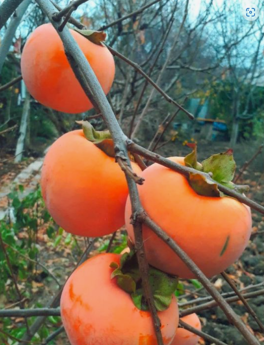 화면 캡처 2022-12-05 002016.png