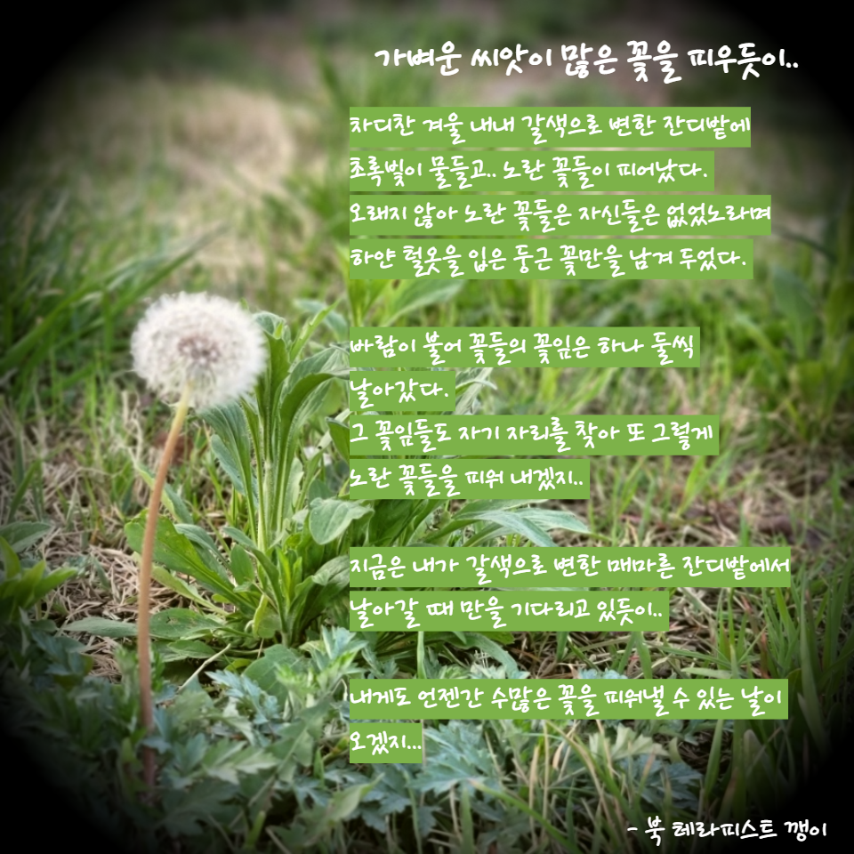 가벼운 씨앗이.png