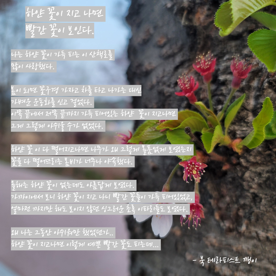 하얀 꽃이 지고 나면 빨간 꽃이.png