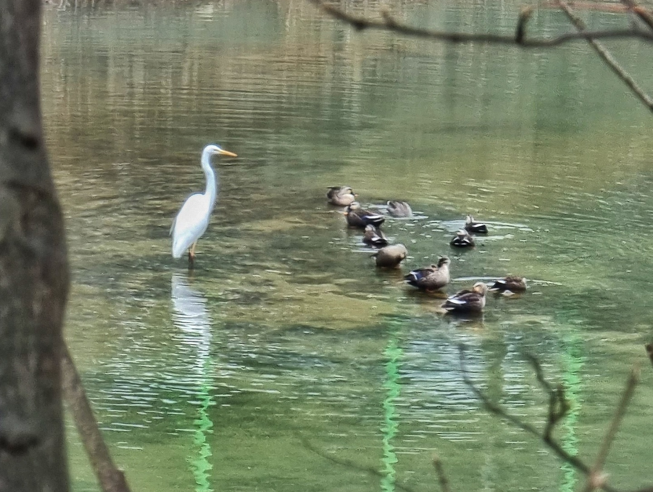 두루미와 청동오리떼.png