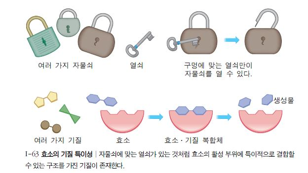 효소기질특이성.png