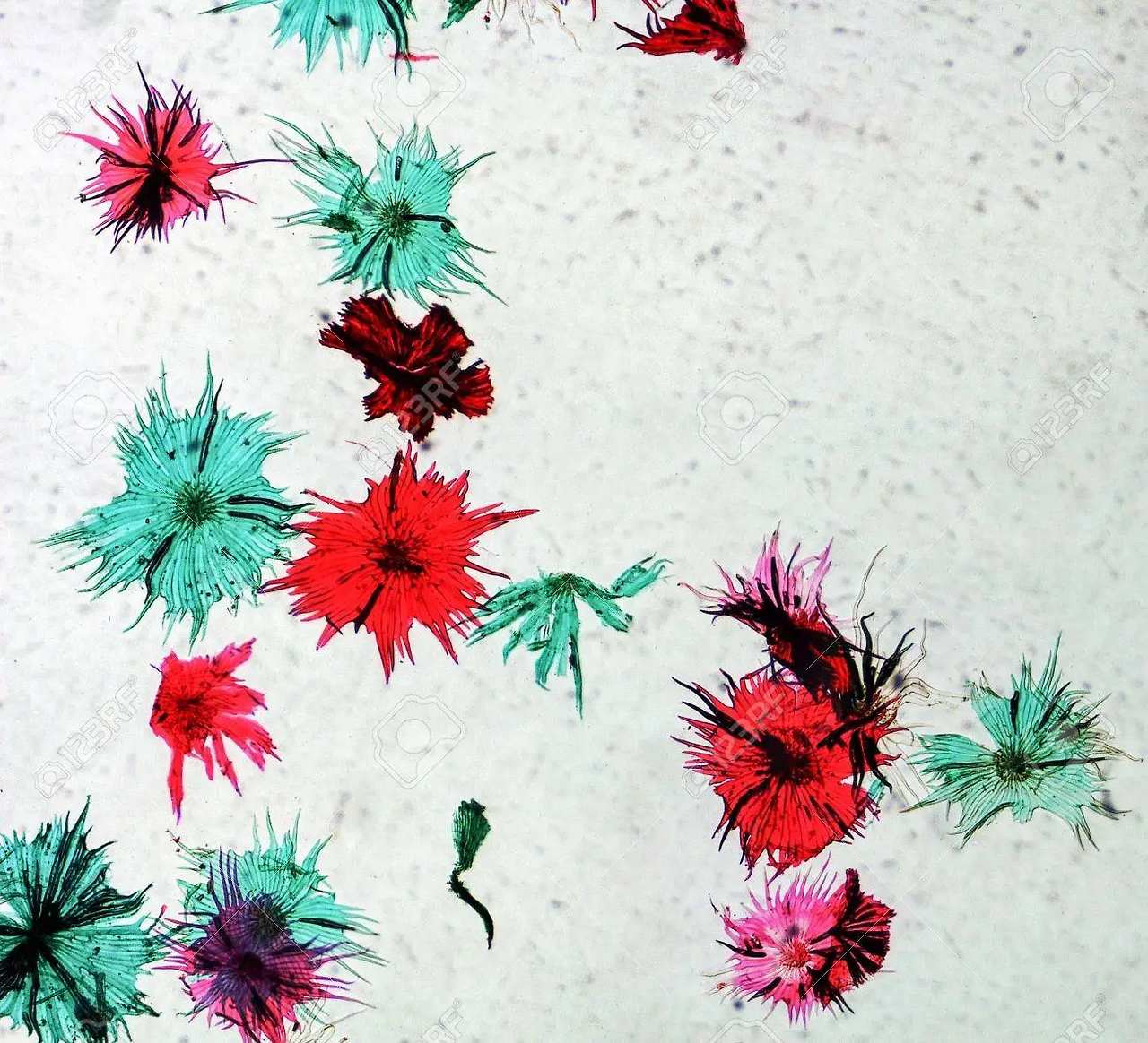 사과 현미경.png