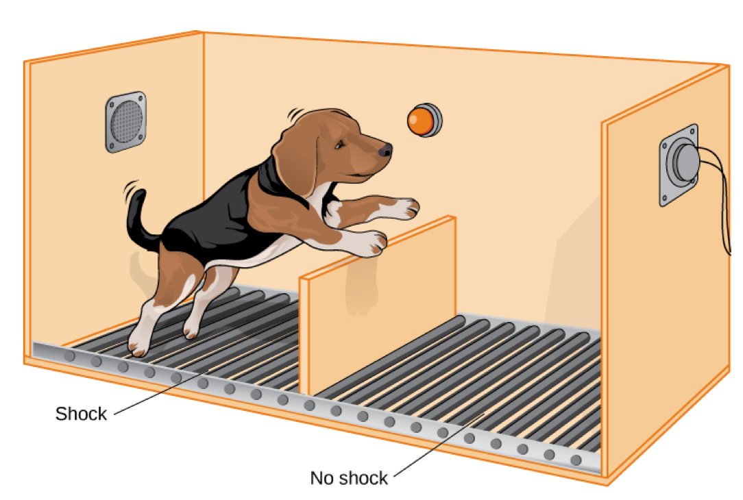 Shuttle_Box_Dog_Orange.png