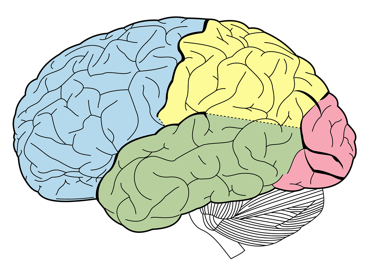 Lobes_of_the_brain_NL.svg.png