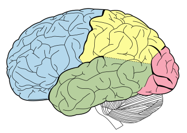 Lobes_of_the_brain_NL.svg.png