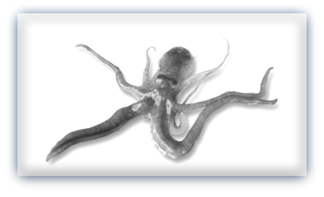 낙지1.png