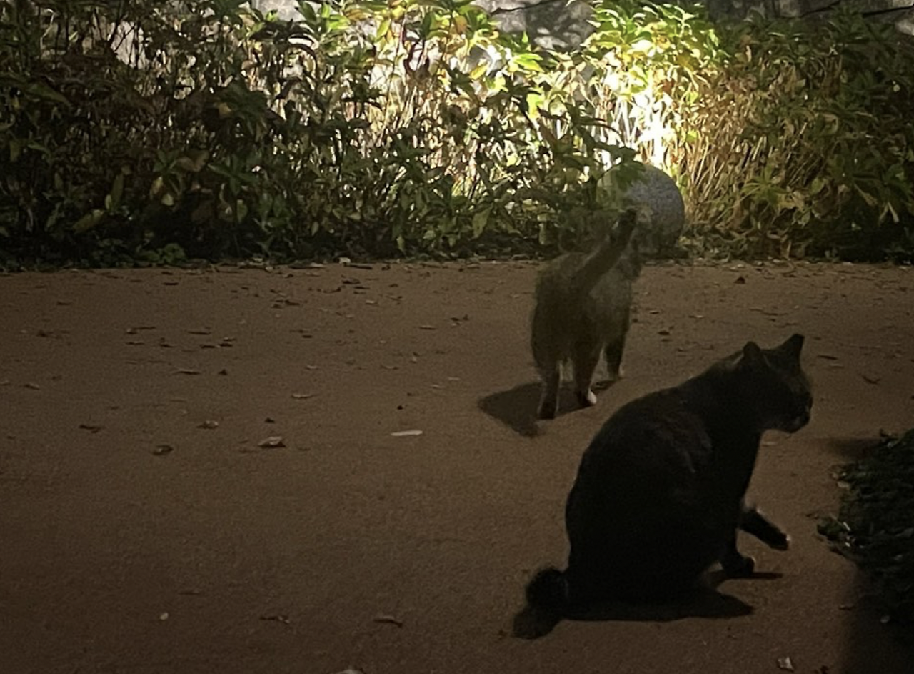 Screen Shot 2023-11-03 at 7.45.32 PM.png