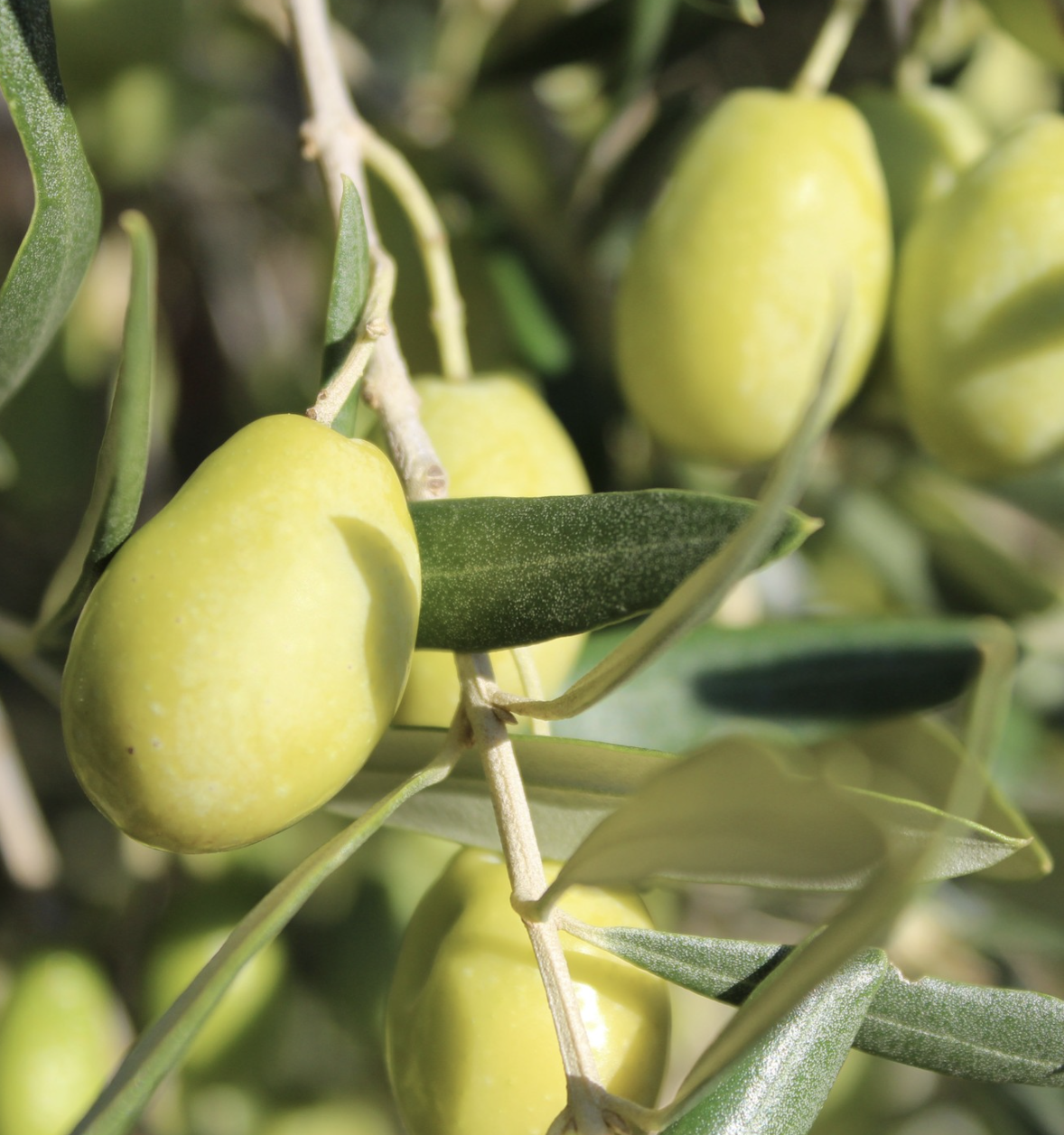 발레데 보드 올리브 살로네크.png