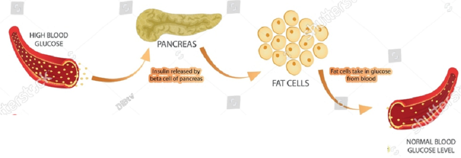 탄수화물 지방 저장.png