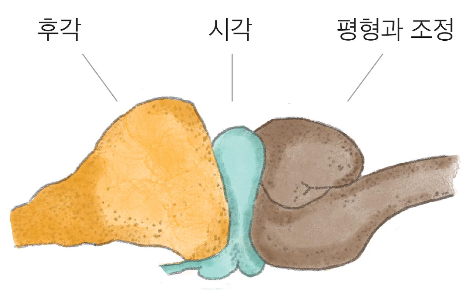 파충류의뇌.png