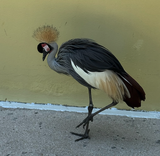 Screenshot 2025-05-28 at 4.46.42 PM.png