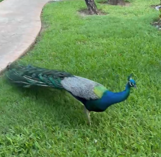 Screenshot 2025-05-28 at 4.47.20 PM.png