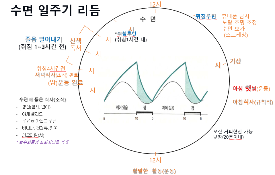 일주기리듬 새것.png