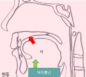 구강구조최종.png