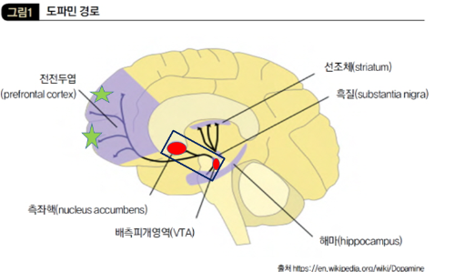 도파민 경로.png