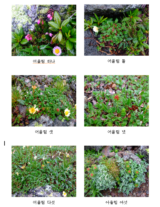 풀나무2 - 어룰림.png