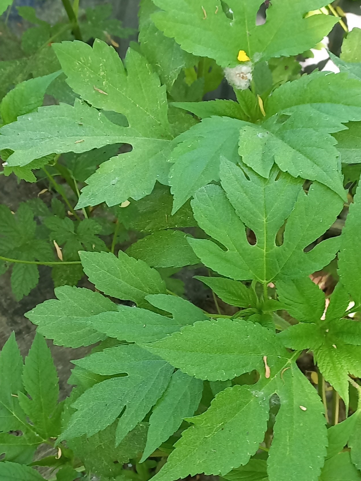 물귀신 작전의 잡초- 1.png