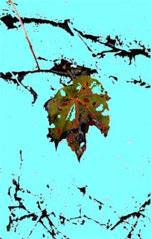 구멍난 잎새-L.png