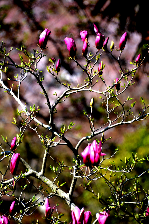 [크기변환]어머니의 봄.png