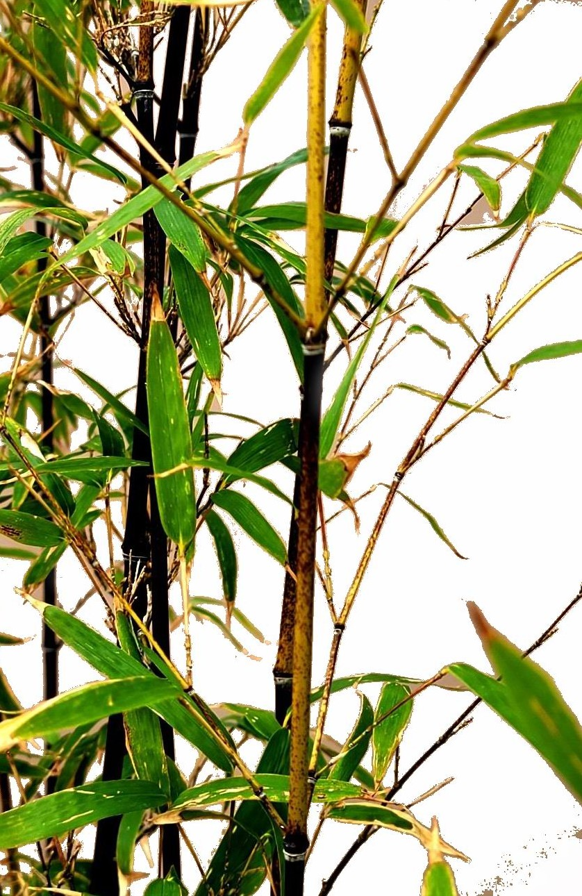 대나뭇가지 회초리.png