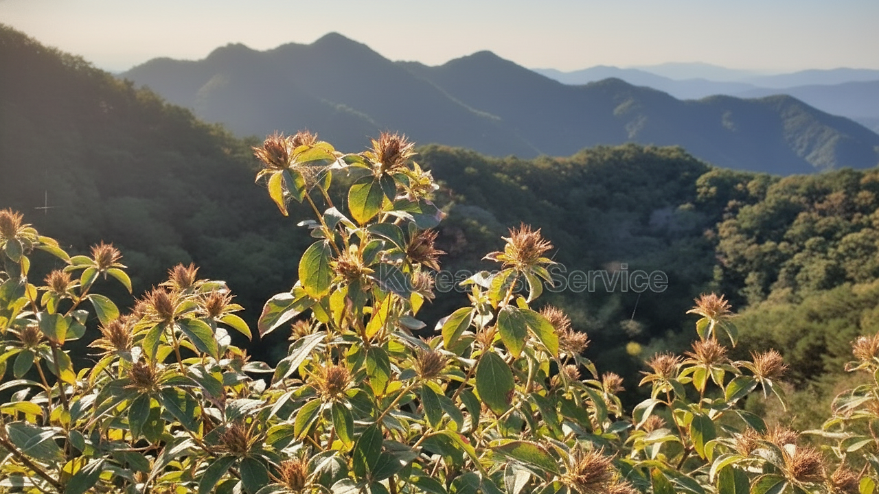 삽주 백출 위스키 (12).png