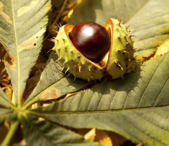 마로니에 열매9.png