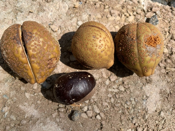 칠엽수 열매5.png