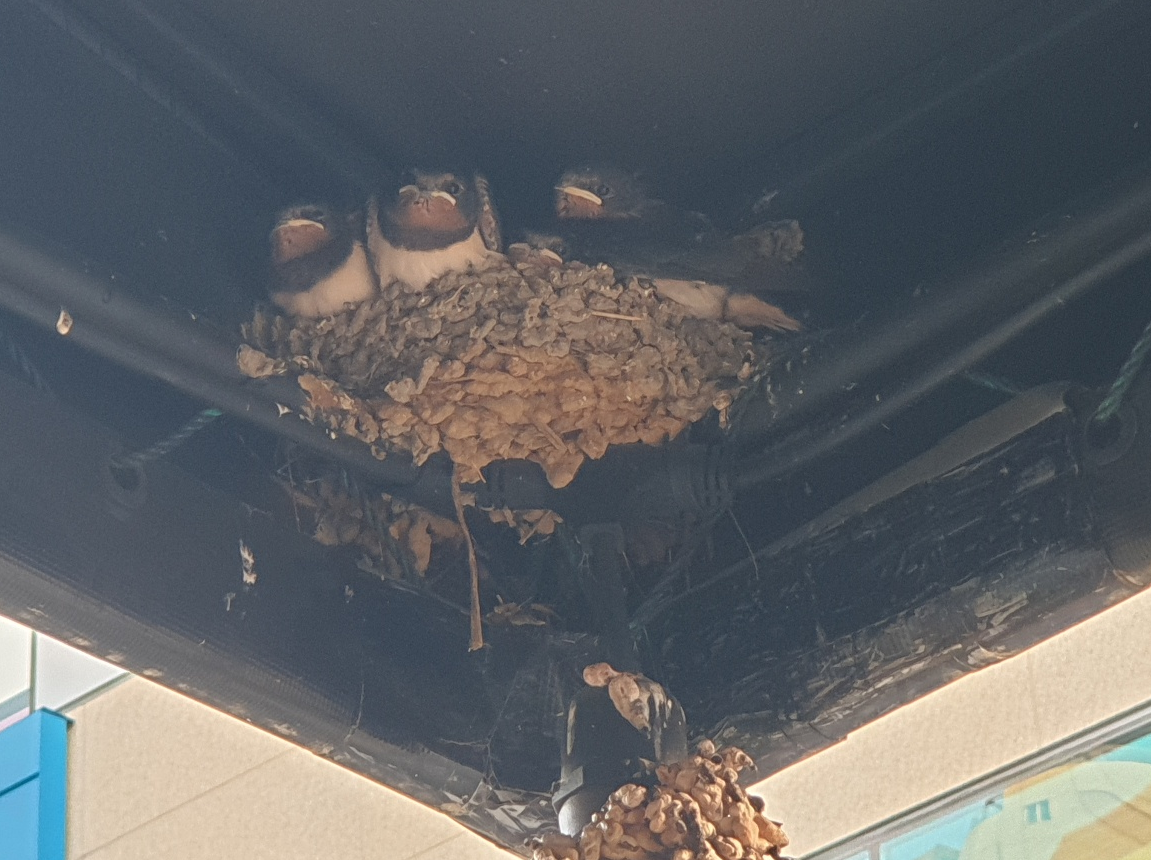 스크린샷 2024-06-10 090331.png