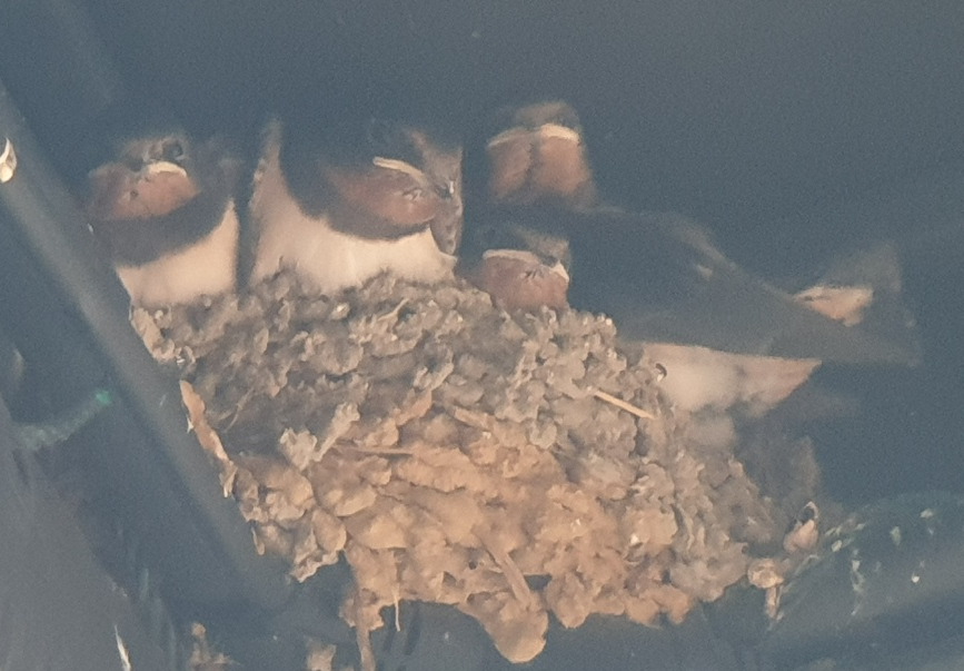 스크린샷 2024-06-10 090344.png