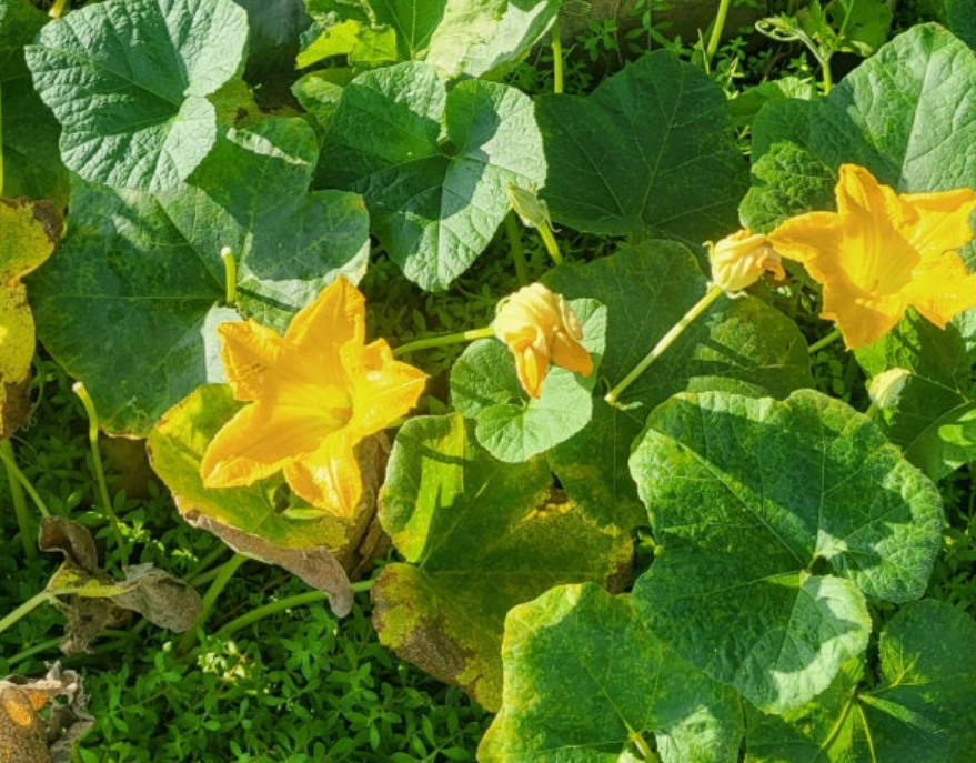 스크린샷 2025-09-16 054148.png