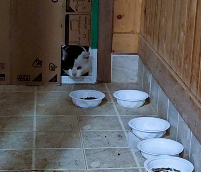 고양이 구멍.png