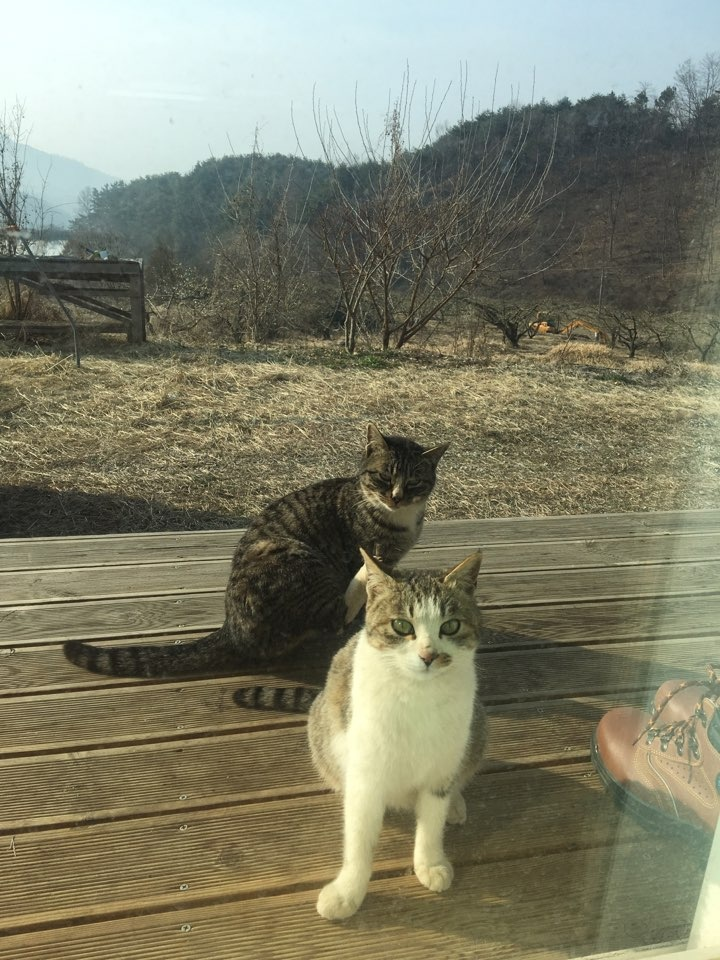 봉구와 양이2.png