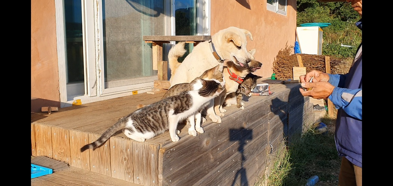 봉구와 양이5.png