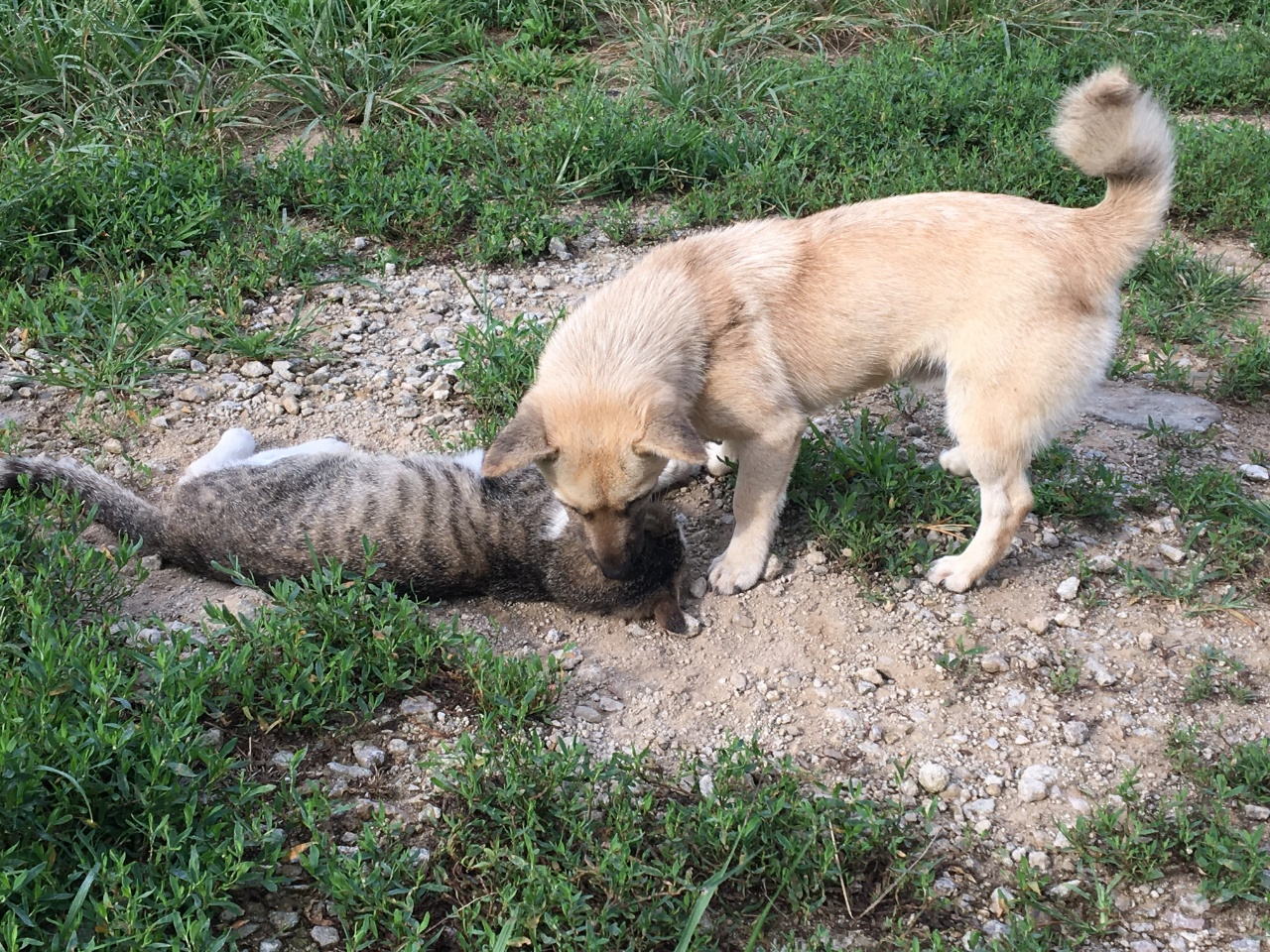 봉구와 양이1.png