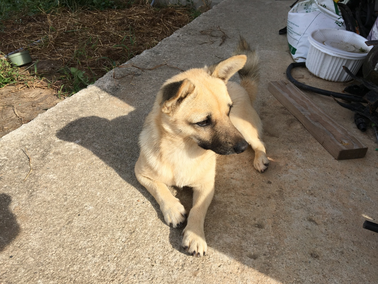 봉구와 양이3.png