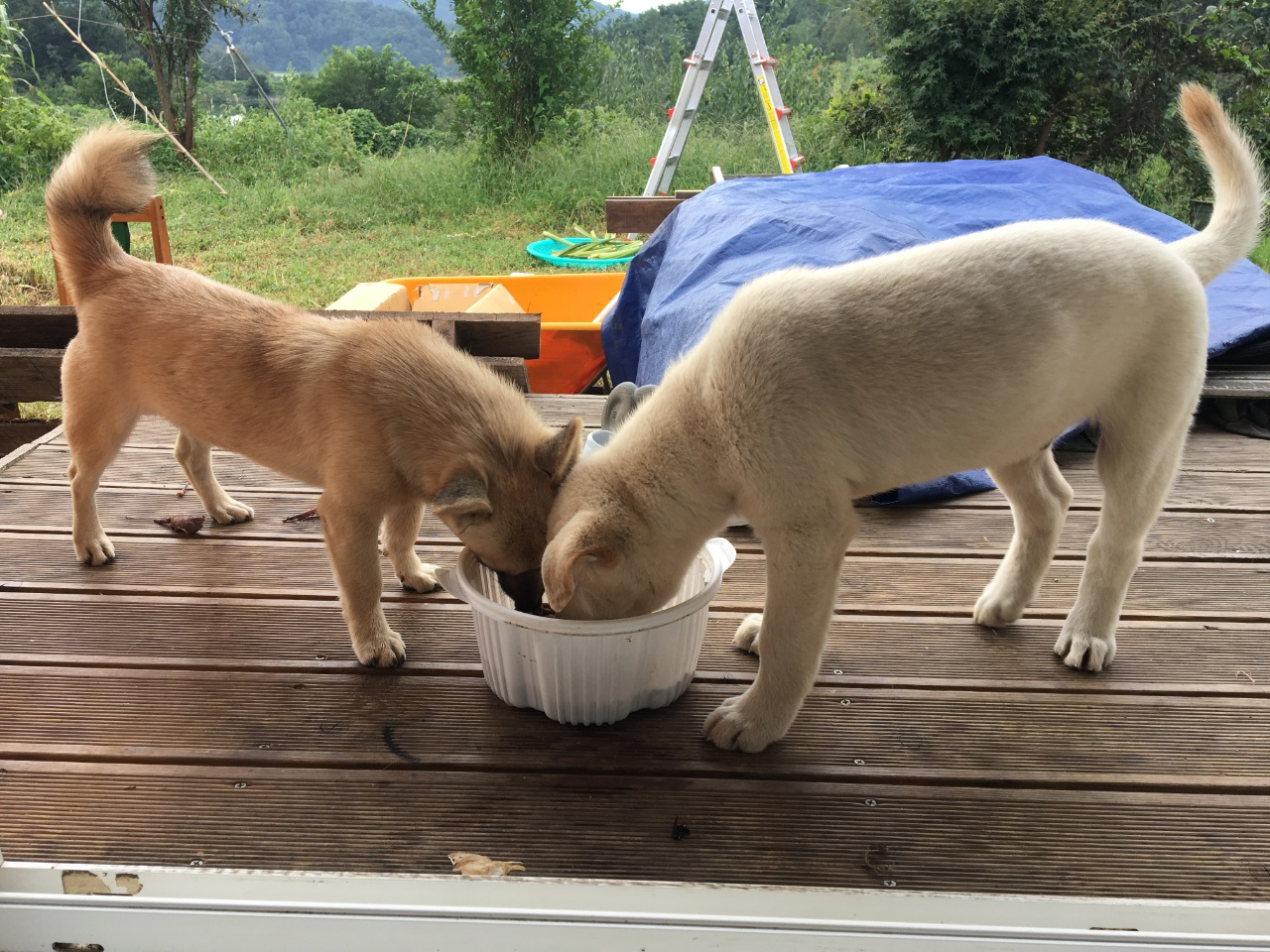 봉구와 양이4.png