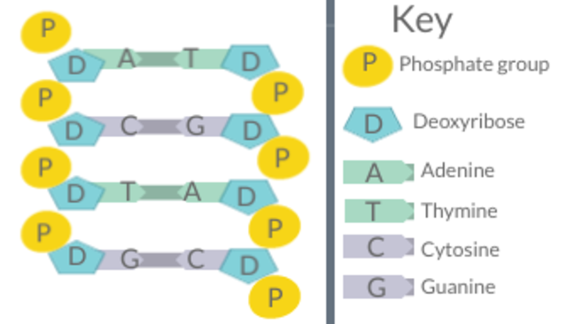 DNA_Diagram.png