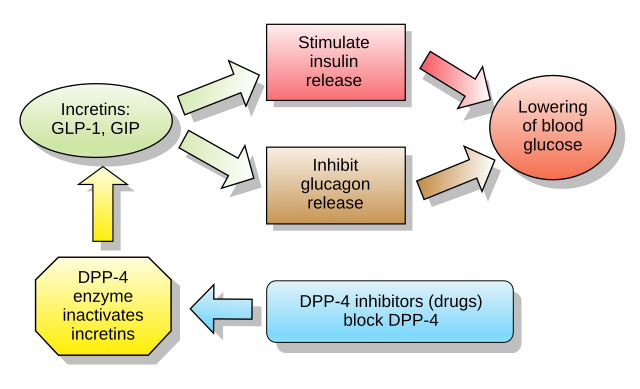 Incretins_and_DPP_4_inhibitors.svg_Clinical Cases, Ilmari Karonen.png