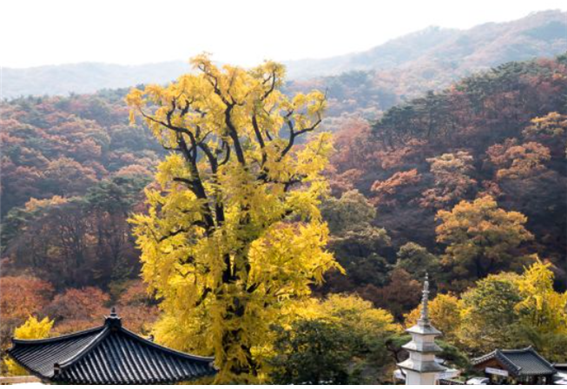 용문사 은행나무.png